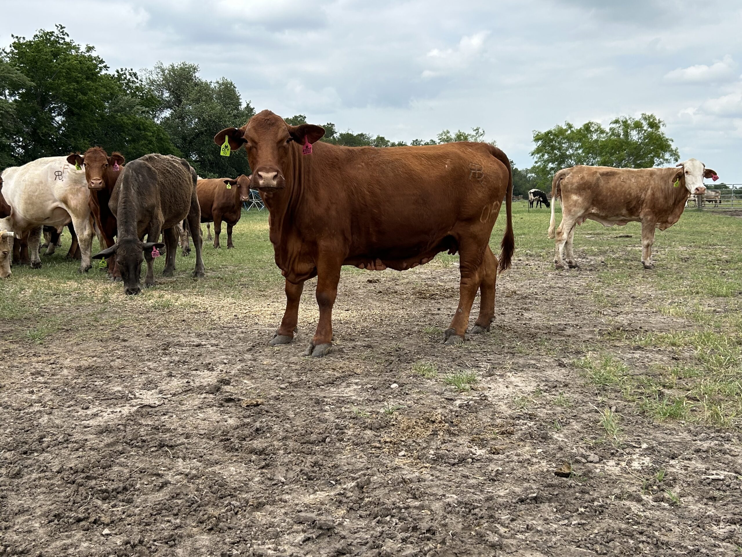 Cattle Range Listing Photo