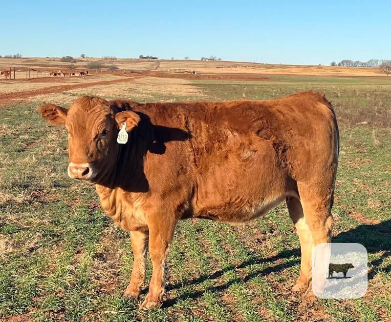 Cattle Range Listing Photo