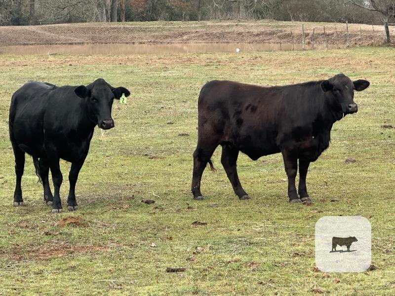 Cattle Range Listing Photo