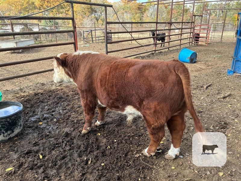 Cattle Range Listing Photo