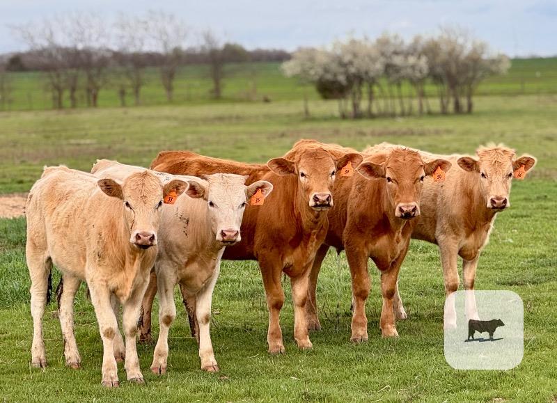Cattle Range Listing Photo