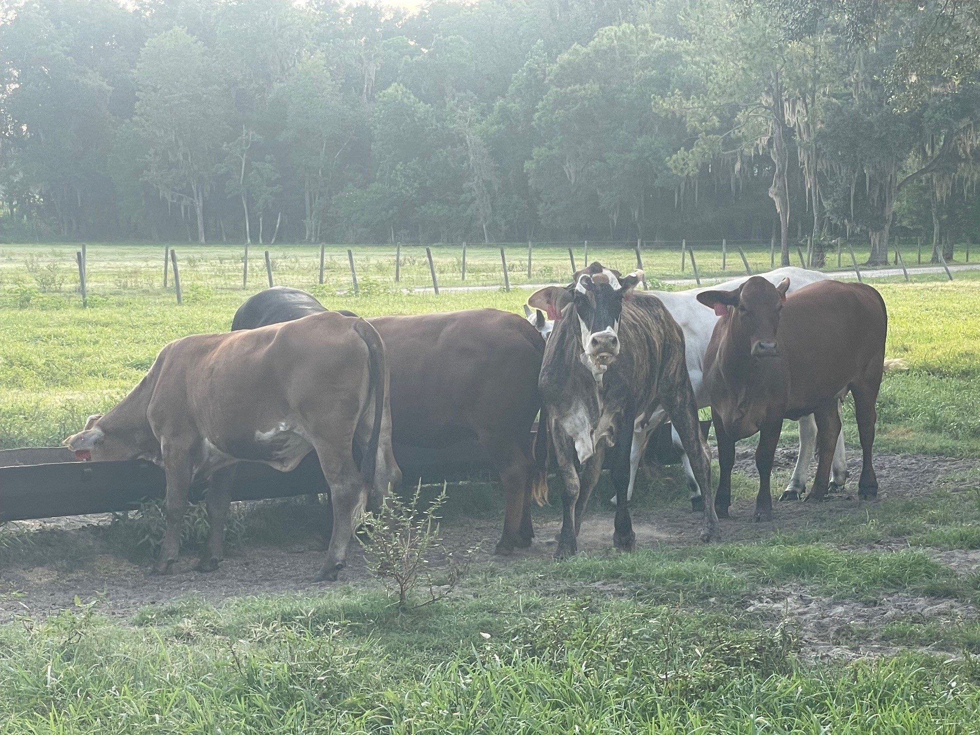 Cattle Range Listing Photo