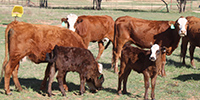 22 Red Angus/Hereford Cross 'RWF' 1st-Calf Pairs... Central TX
