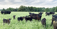 35 Angus & Black Baldy Pairs... Southwest MO (1)
