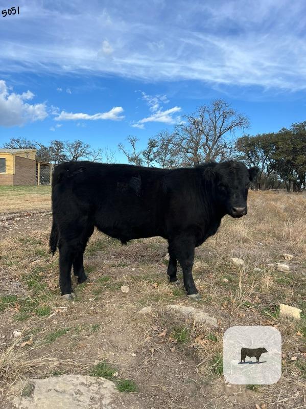 Cattle Range Listing Photo