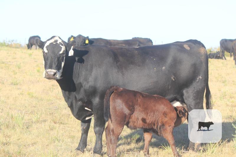 Cattle Range Listing Photo