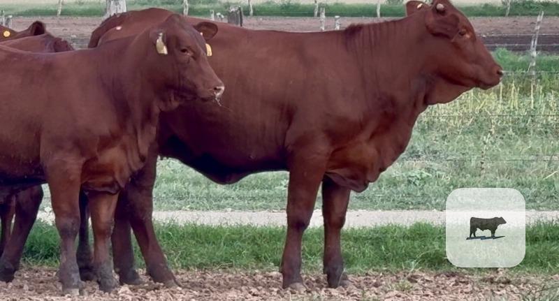 Cattle Range Listing Photo