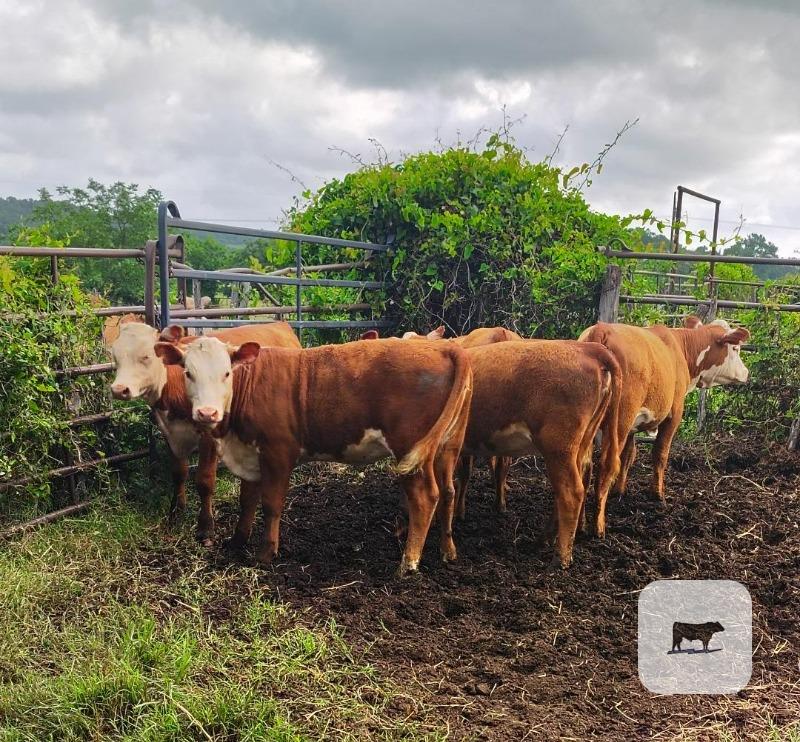 Cattle Range Listing Photo