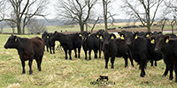 95 Angus & BWF Rep. Heifers... Southwest MO