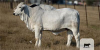 5 Reg. Brahman Rep. Heifers... South TX