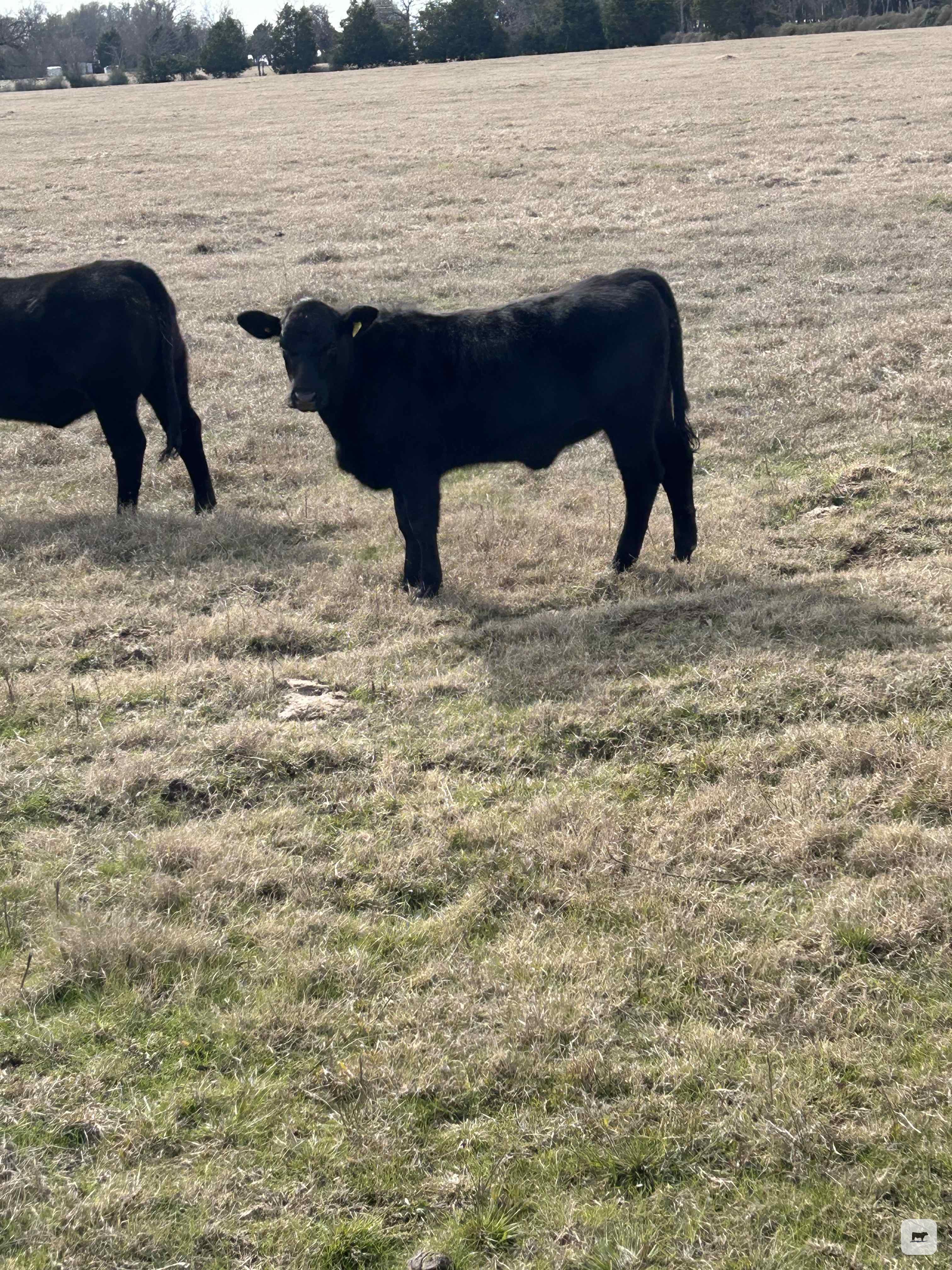 Cattle Range Listing Photo