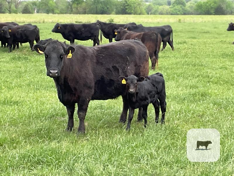 Cattle Range Listing Photo