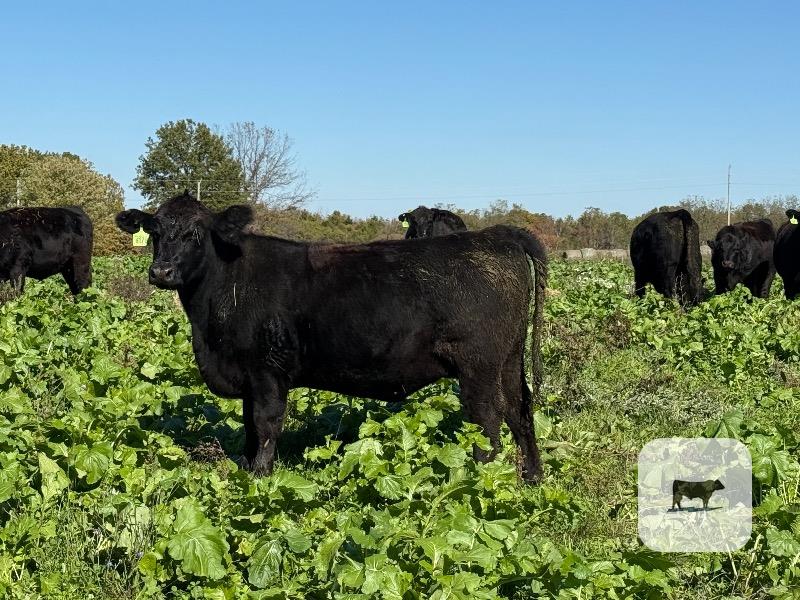 Cattle Range Listing Photo