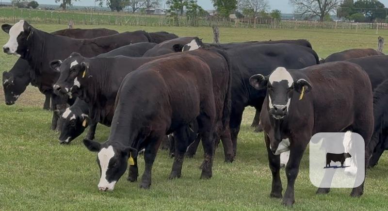 Cattle Range Listing Photo