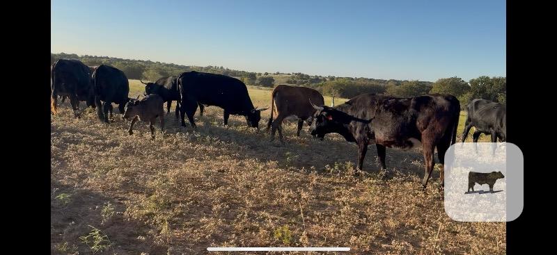 Cattle Range Listing Photo 3