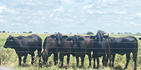 19 Brangus Bred Heifers... Central TX