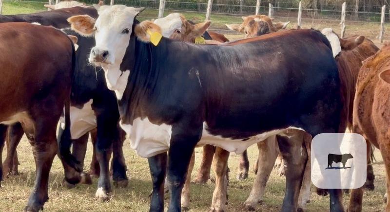 Cattle Range Listing Photo