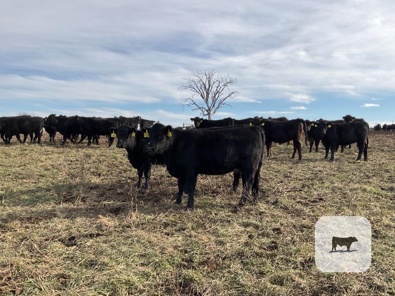 Cattle Range Listing Photo