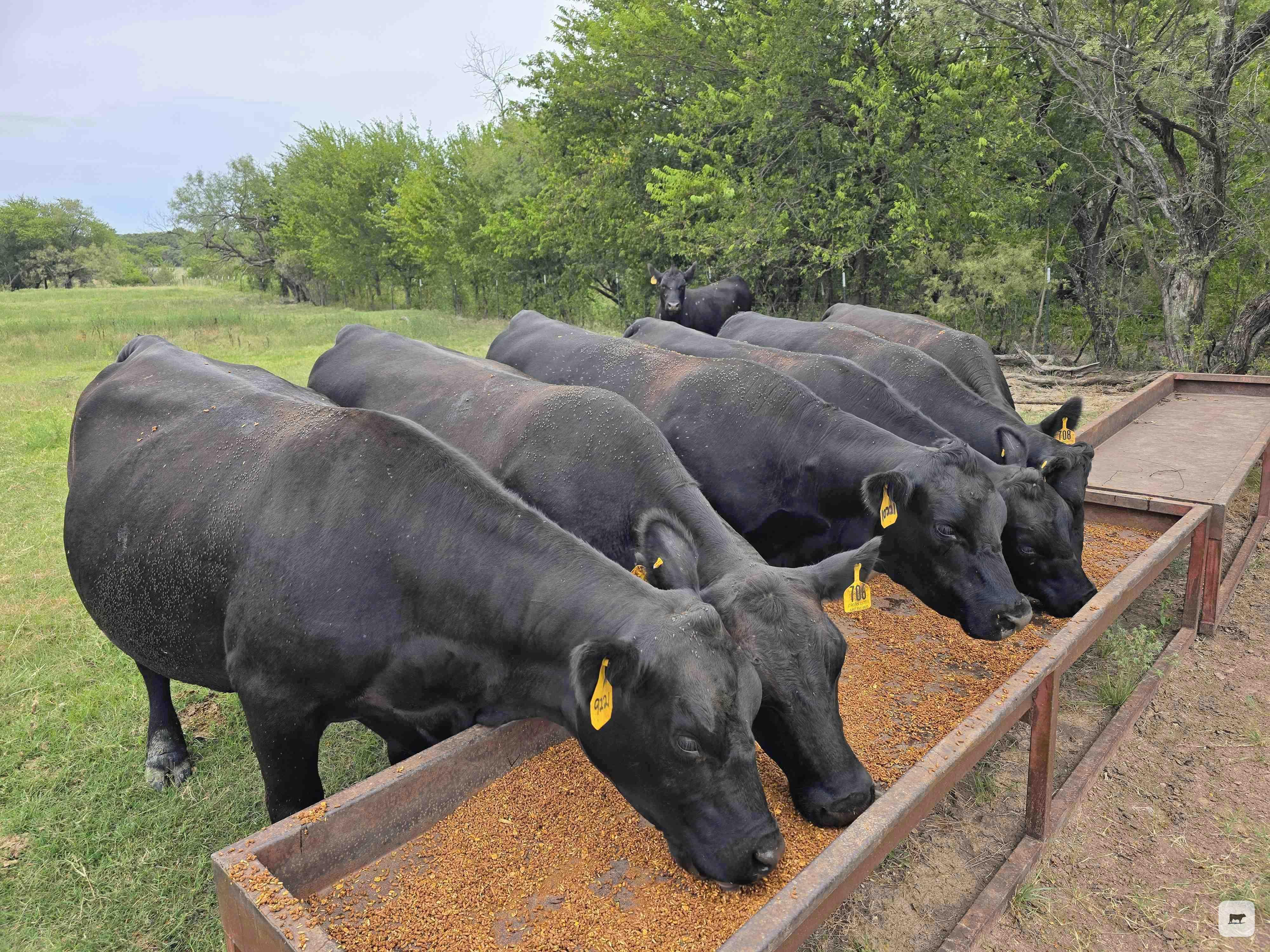 Cattle Range Listing Photo 4