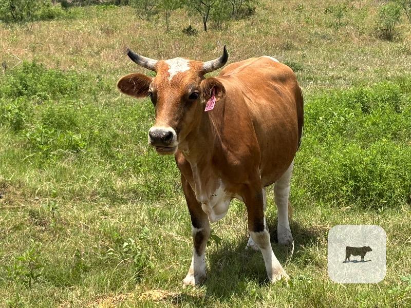 Cattle Range Listing Photo