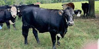 62 Angus, Brangus & Super Baldy Bred Heifers... N. Central LA