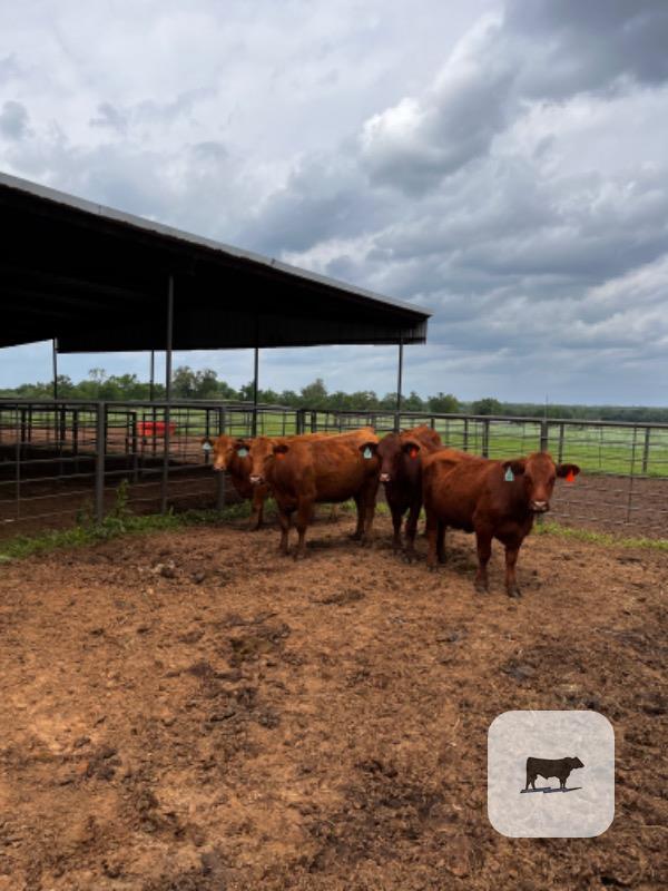 Cattle Range Listing Photo