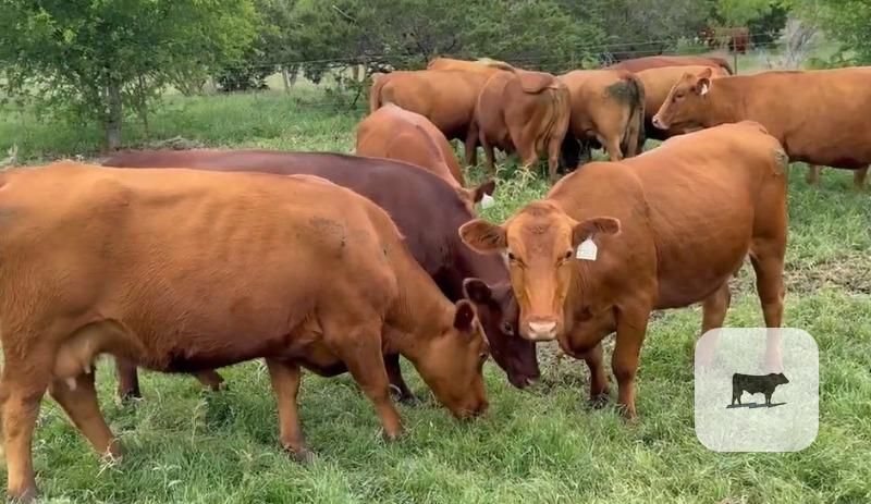 Cattle Range Listing Photo