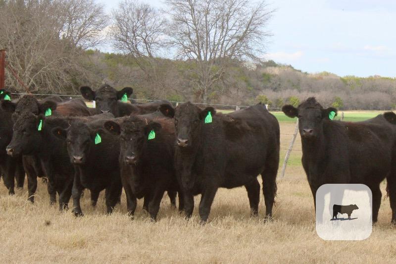 Cattle Range Listing Photo