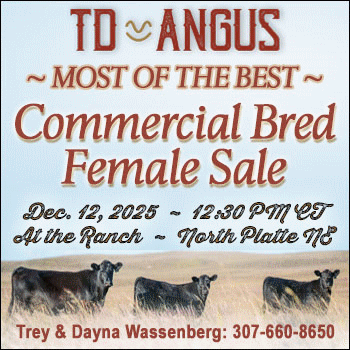 TD Angus Commercial Bred Female Sale
