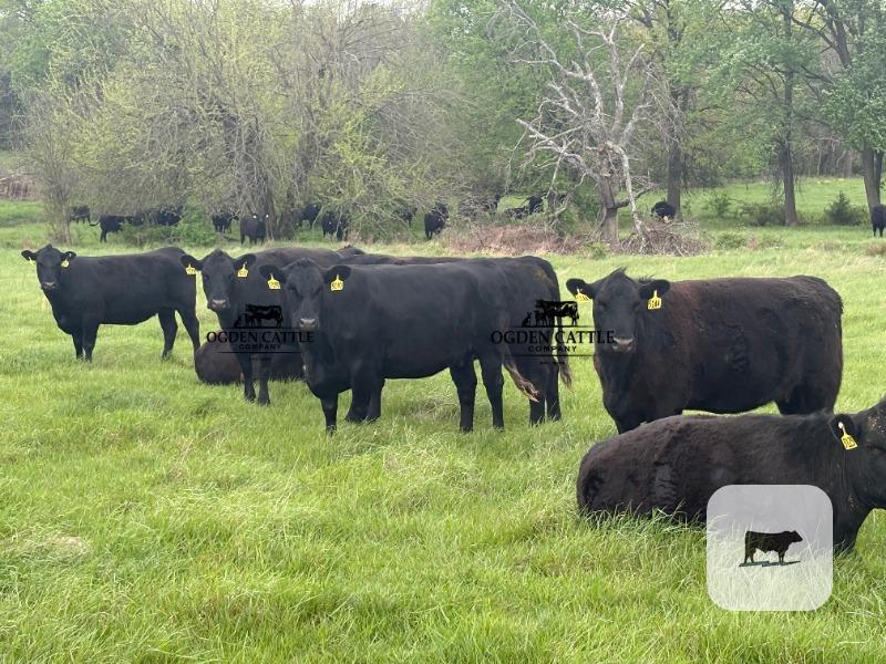 Cattle Range Listing Photo