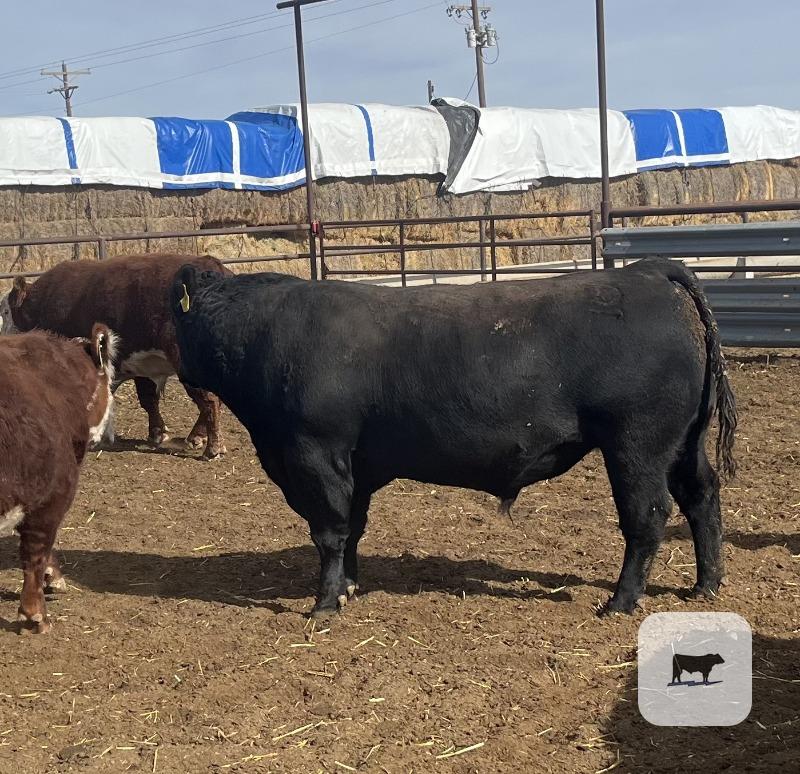 Cattle Range Listing Photo