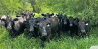 34 Black & BWF Crossbred Rep. Heifers... South TX