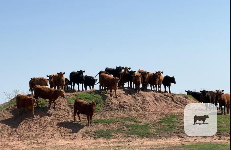 Cattle Range Listing Photo