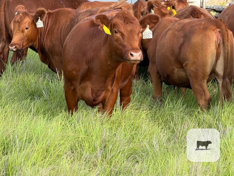 Cattle Range Listing Photo