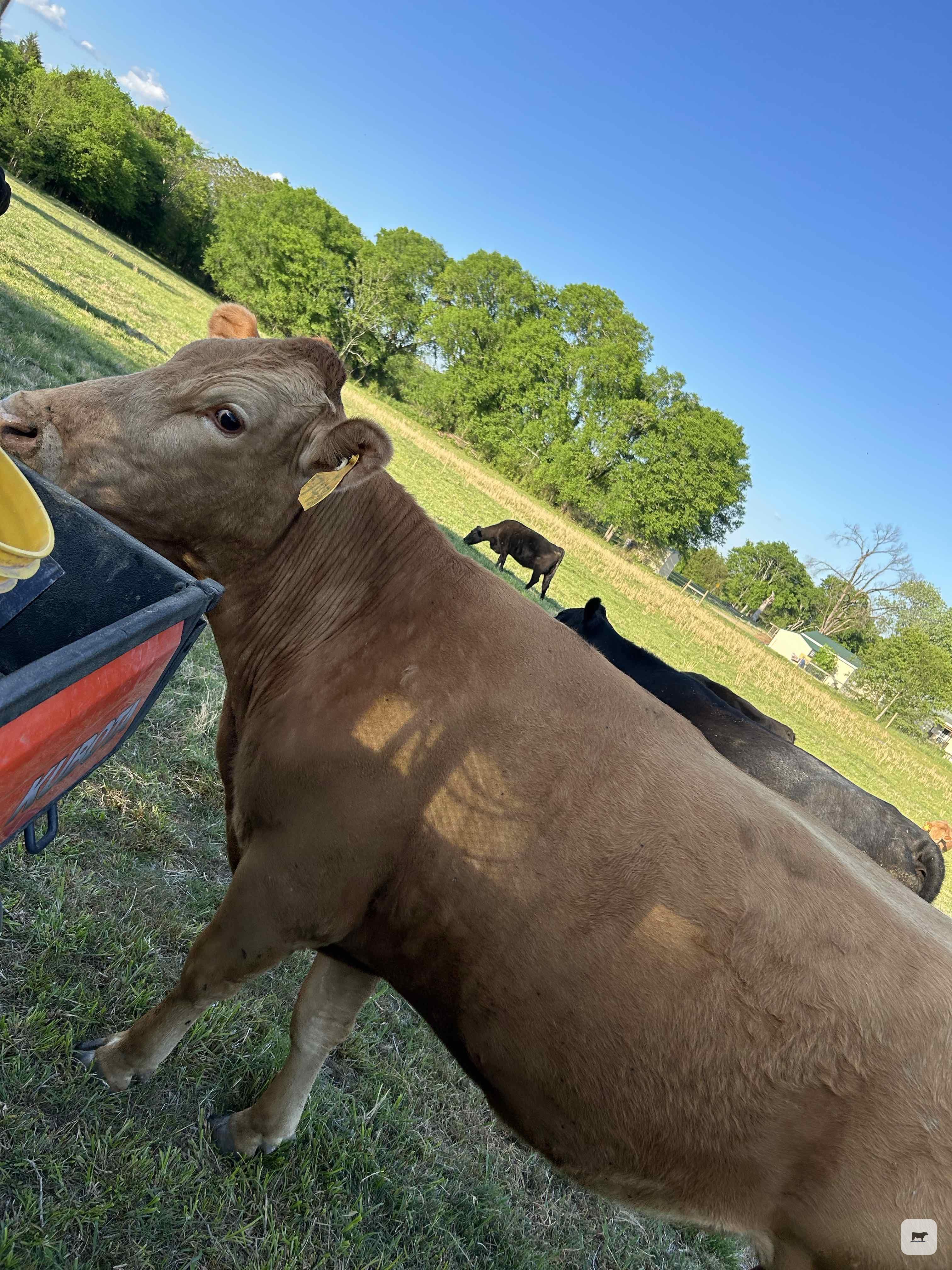 Cattle Range Listing Photo