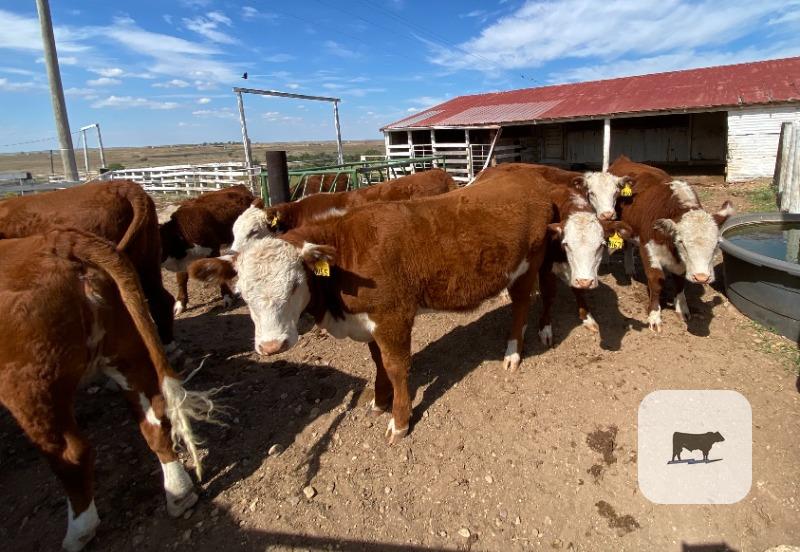 Cattle Range Listing Photo