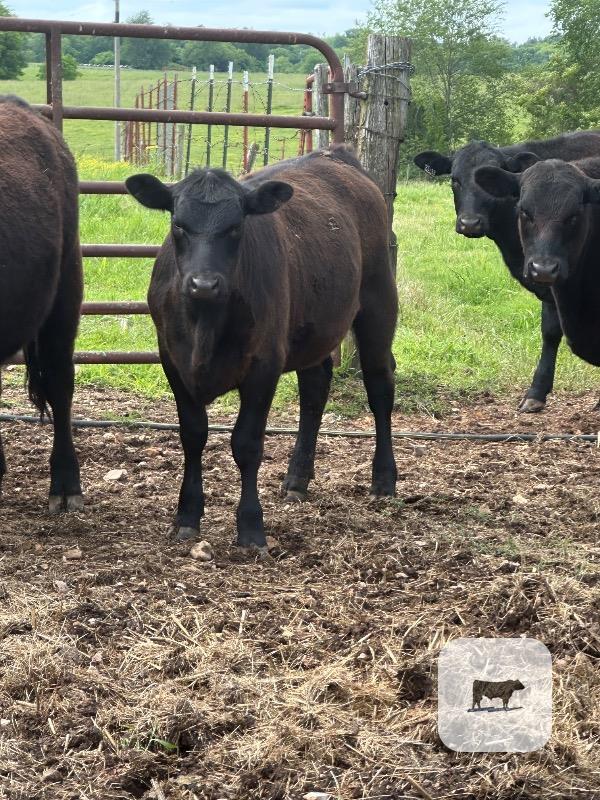 Cattle Range Listing Photo