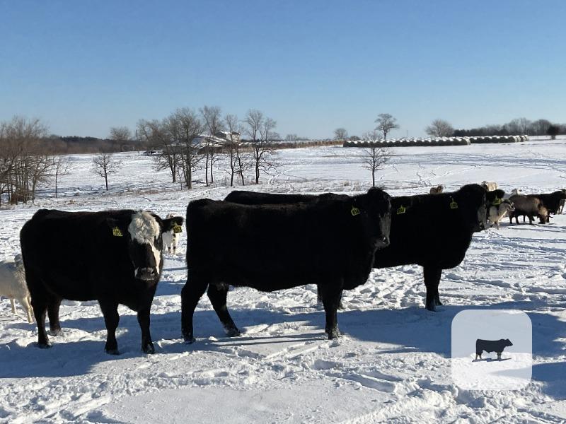 Cattle Range Listing Photo