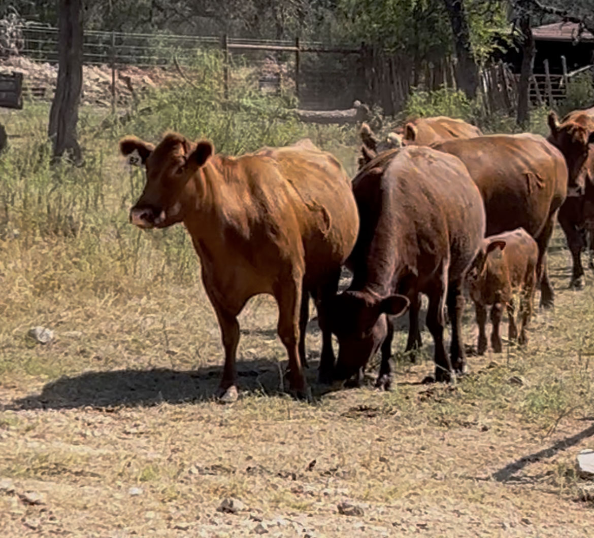 Cattle Range Listing Photo