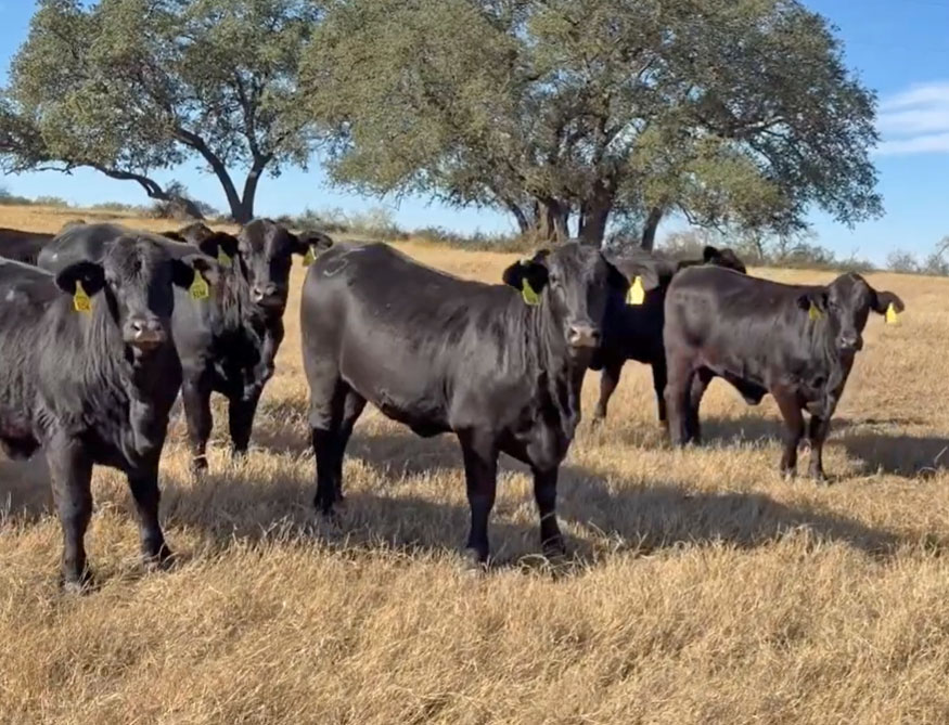 Cattle Range Listing Photo