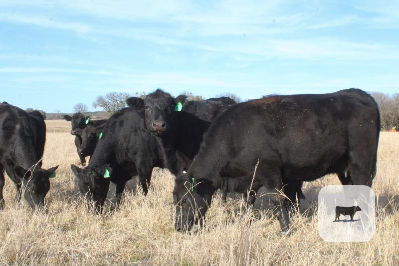 Cattle Range Listing Photo
