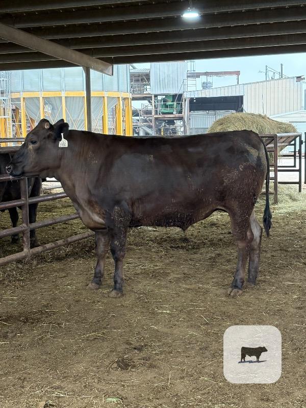 Cattle Range Listing Photo