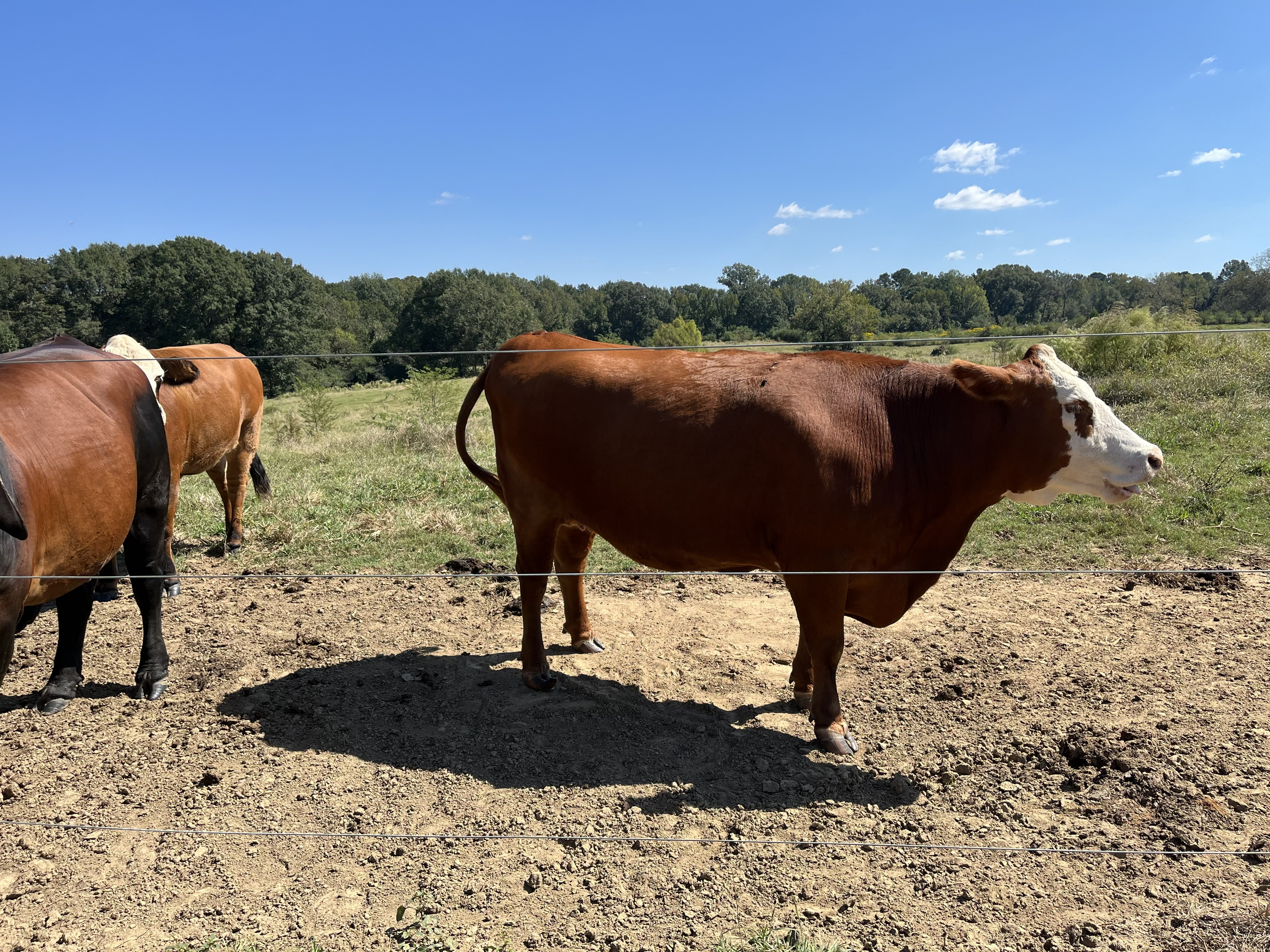 Cattle Range Listing Photo 6