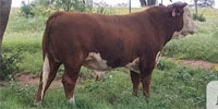 10 Reg. Horned Hereford Bulls... Central TX