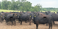 55 Angus & BMF Bred Heifers... Southwest MO