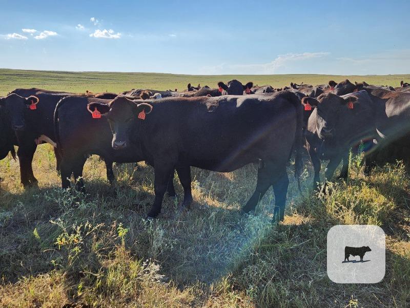 Cattle Range Listing Photo