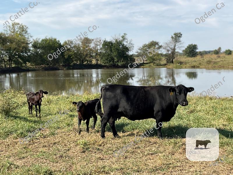 Cattle Range Listing Photo