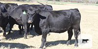 20 Angus Cows... Central TX