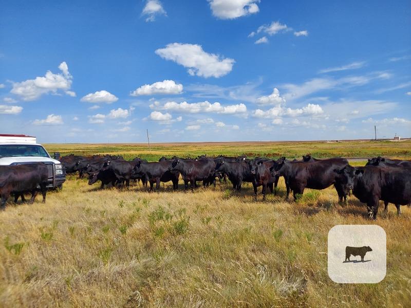 Cattle Range Listing Photo