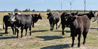 40 Black, Red, & Yellow Crossbred Cows w/ 6+ Calves... Central TX